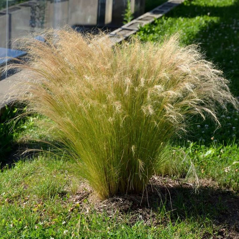 Mexican Feather Grass