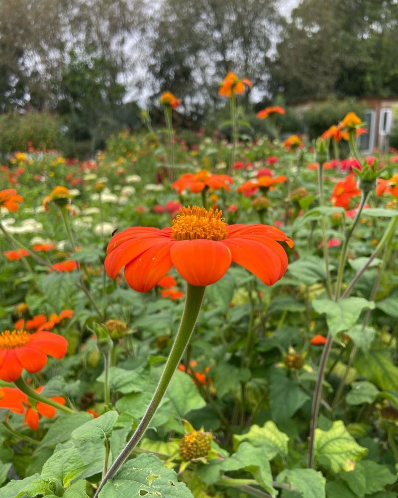 Mexican Sunflower