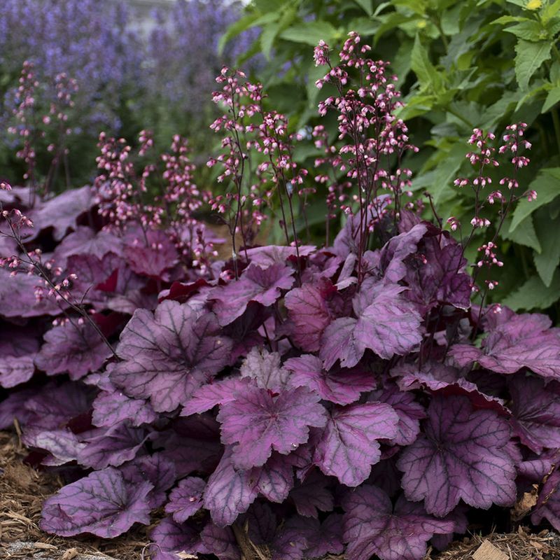 Midnight Ruffles Coral Bells