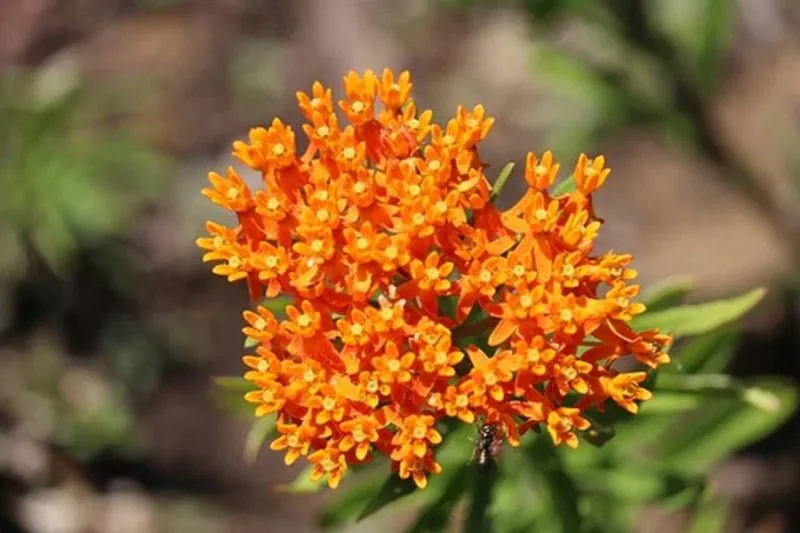 Milkweed (Asclepias)
