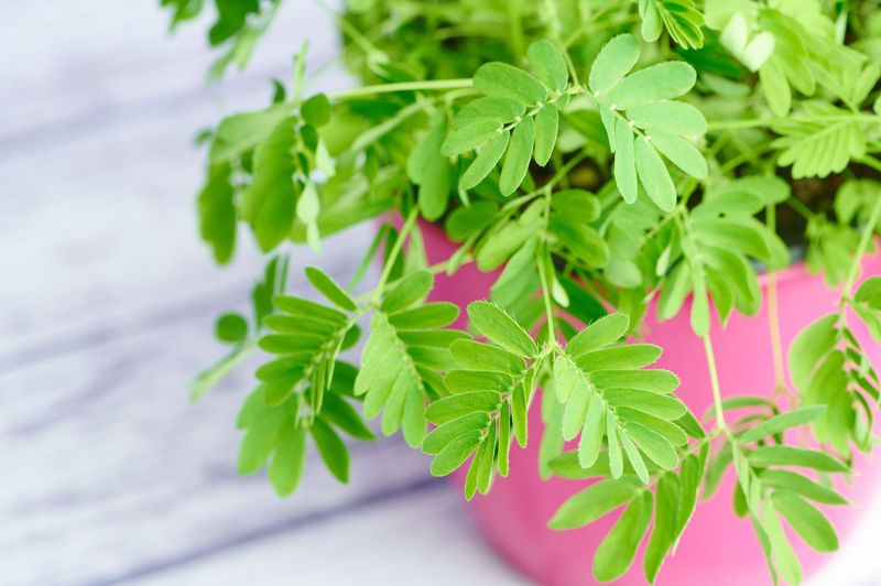 Mimosa Pudica