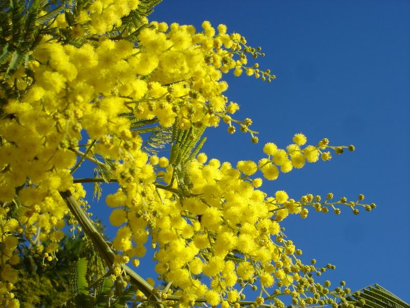 Mimosa Tradition in Italy