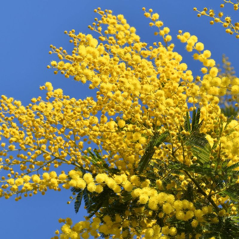 Mimosa Tree