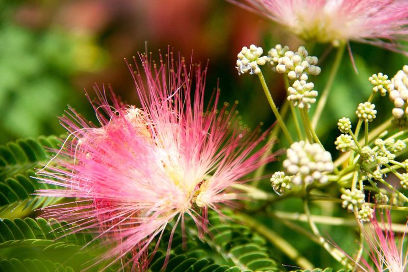 Mimosa Tree