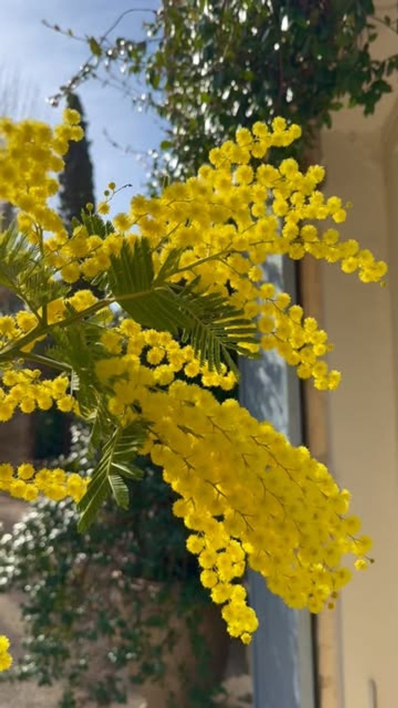 Mimosa Tree