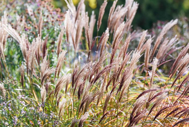 Miscanthus