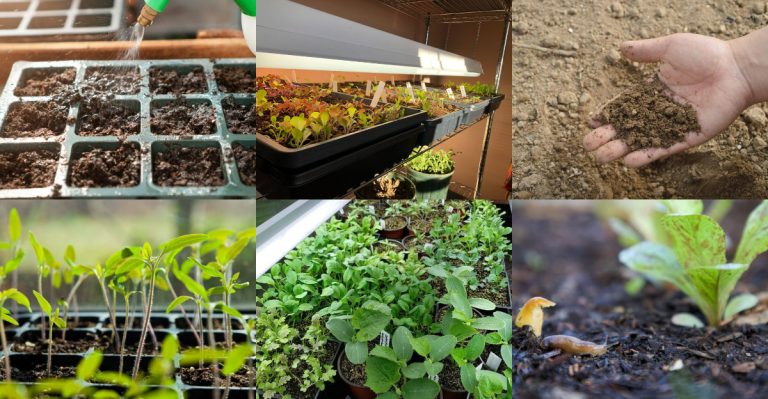 Mistakes Everyone Makes with Seedlings