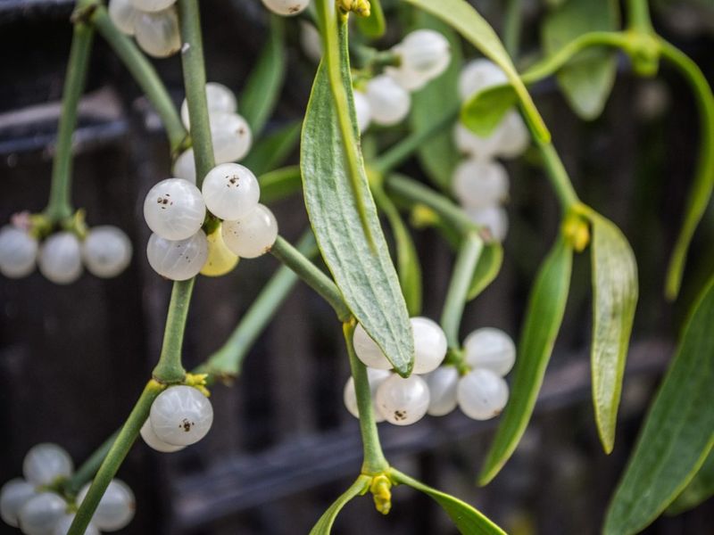 Mistletoe