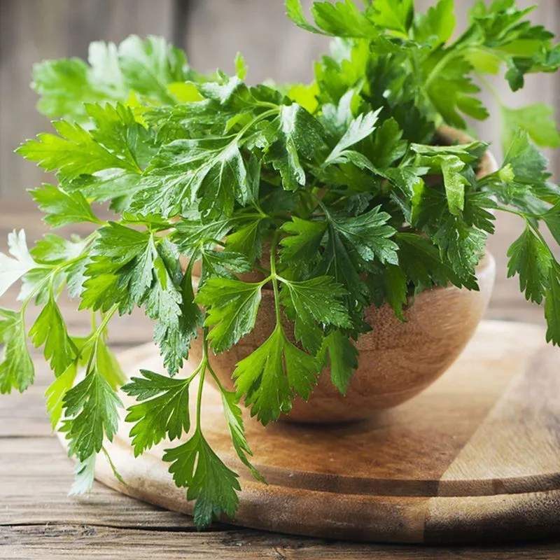 Mitsuba (Japanese Parsley)
