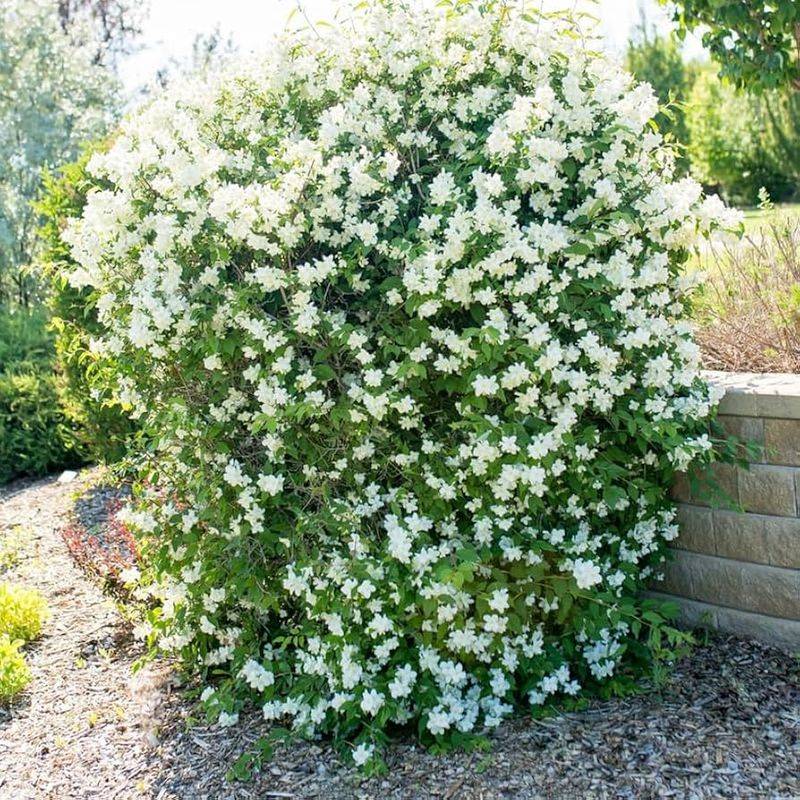 Mock Orange