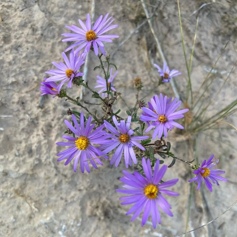 Mojave Aster