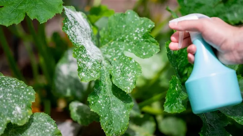 Mold and Mildew