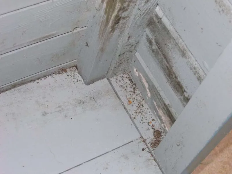 Mold and Mildew