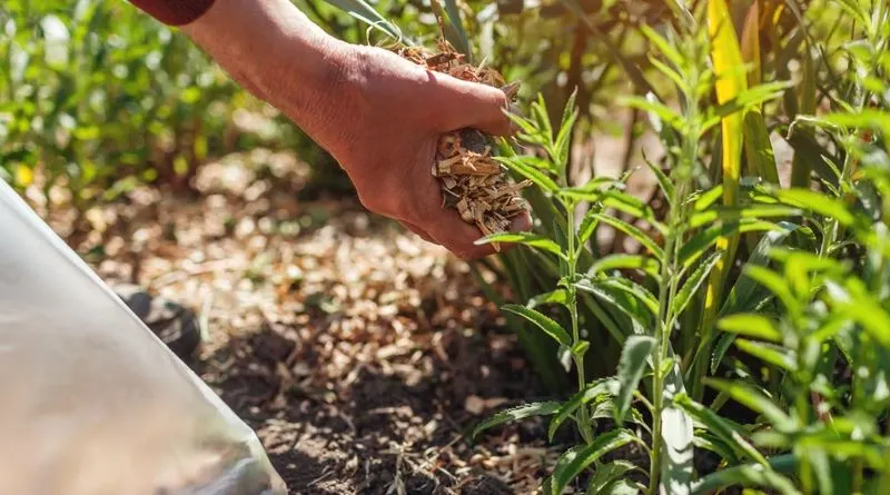 Monitor Plant Health Regularly