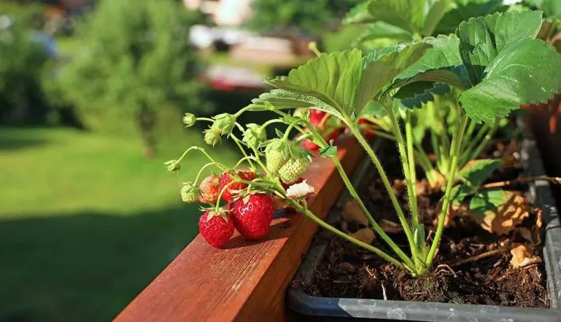 Monitor Plant Health
