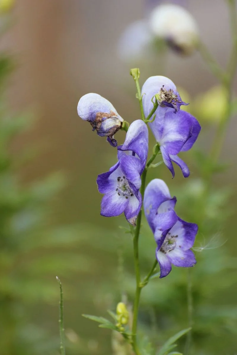 Monkshood