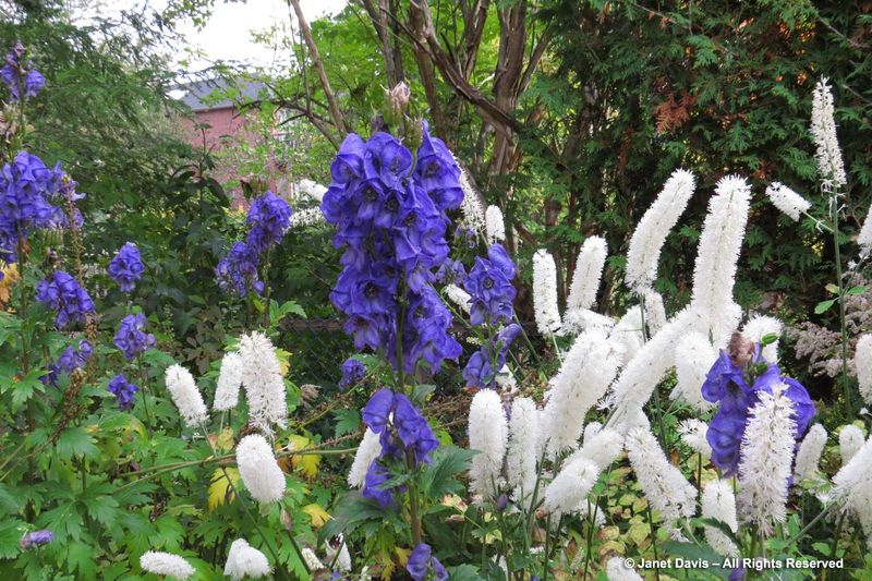 Monkshood