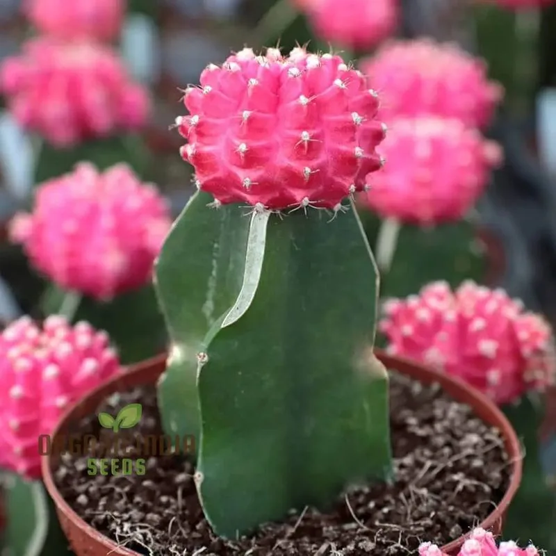 Moon Cactus