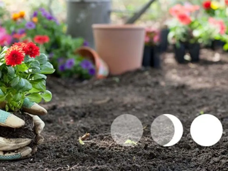 Moonlight Watering