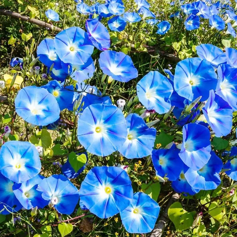 Morning Glory