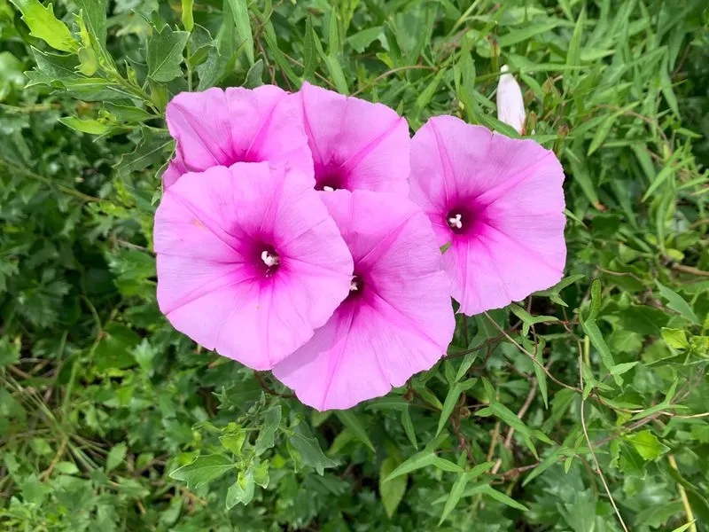 Morning Glory