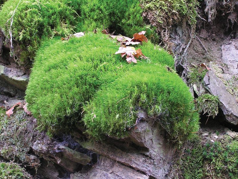 Moss (Bryophyta)