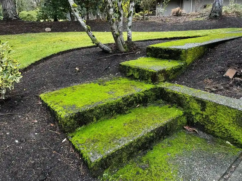 Moss-Covered Pathways