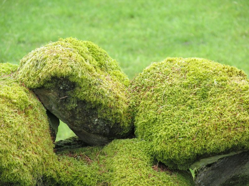 Moss-Covered Rocks