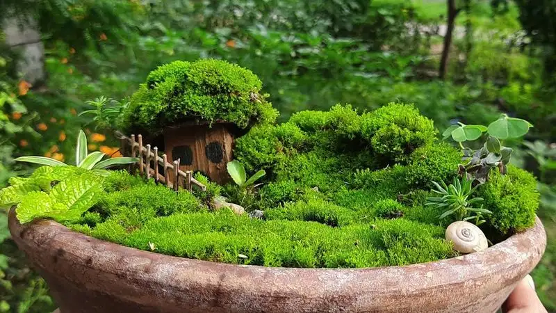 Moss Fairy Gardens