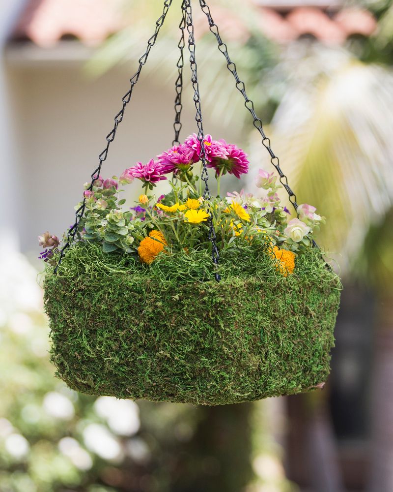 Moss Hanging Baskets