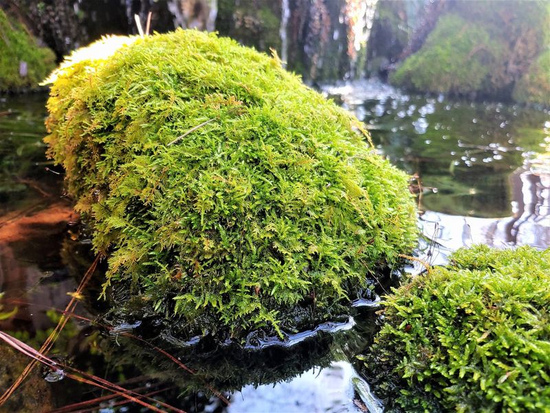 Moss-Infused Water Features