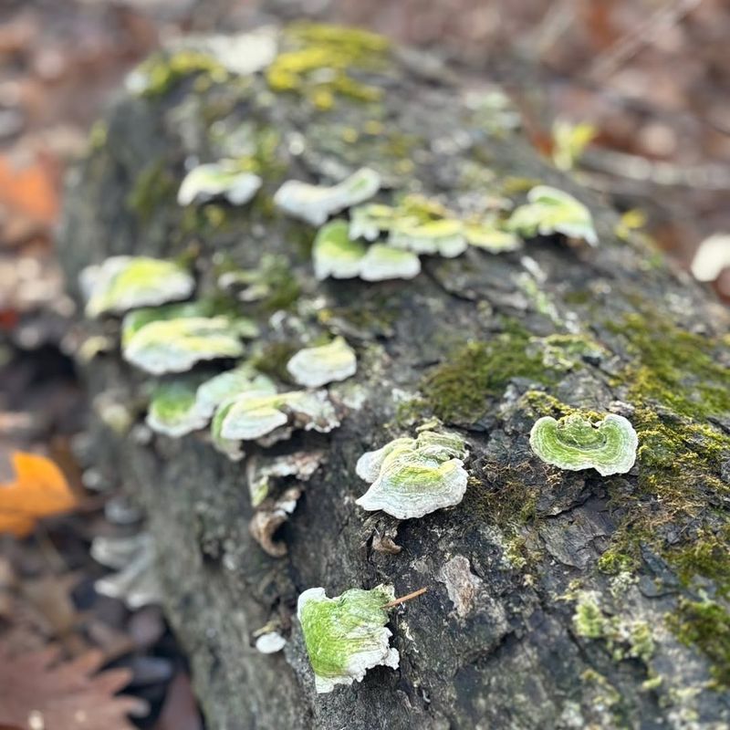 Moss Partnering