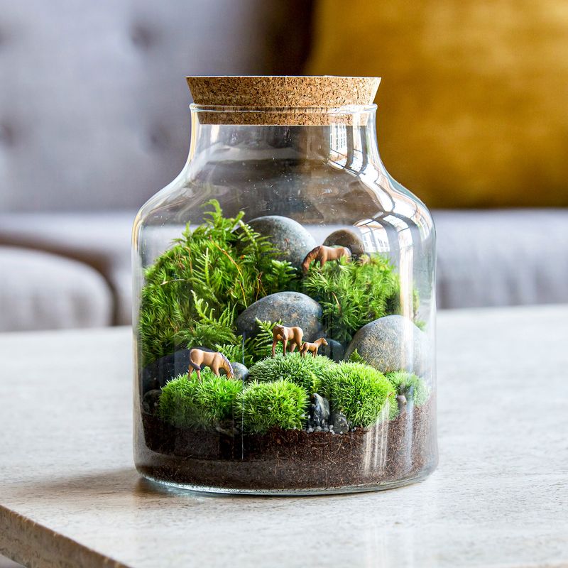 Moss Terrariums