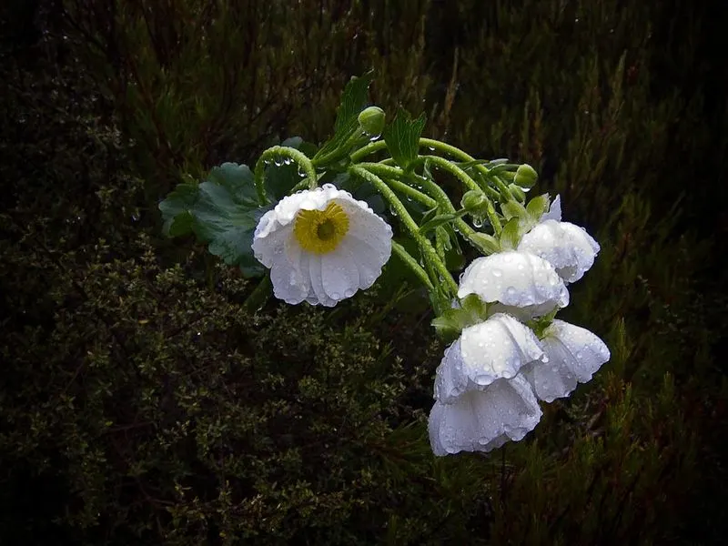 Mount Cook Buttercup