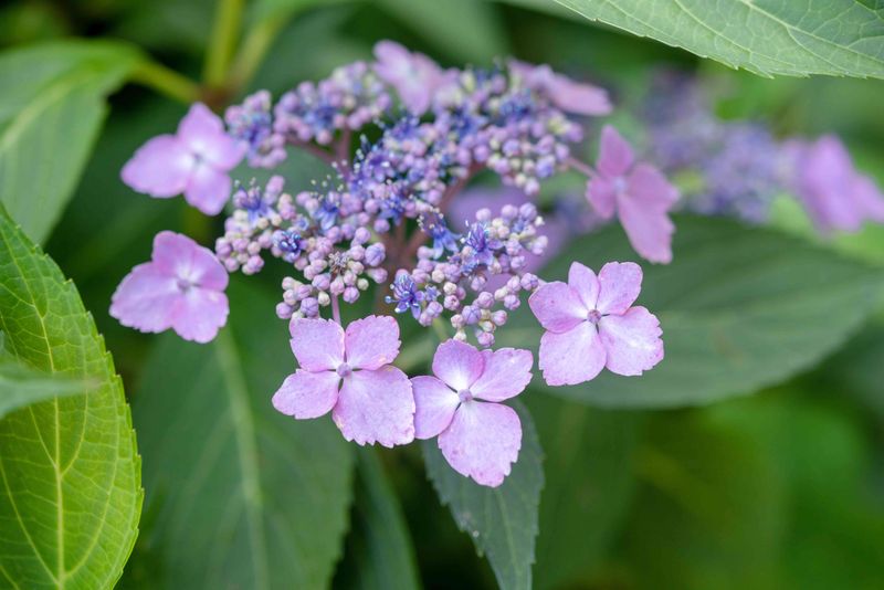 Mountain Hydrangea