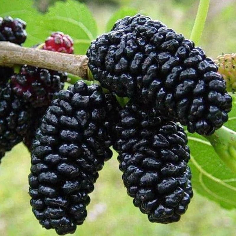 Mulberries