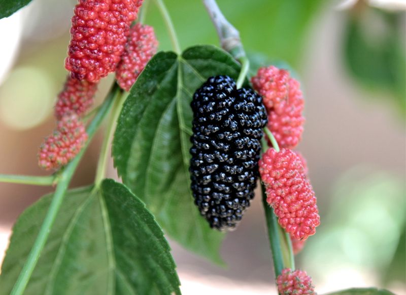 Mulberry Tree