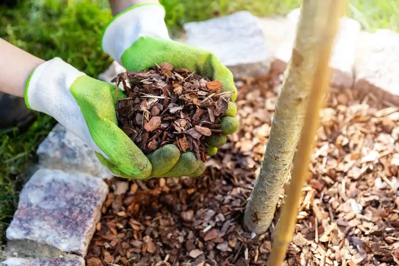 Mulching Techniques for Conservation