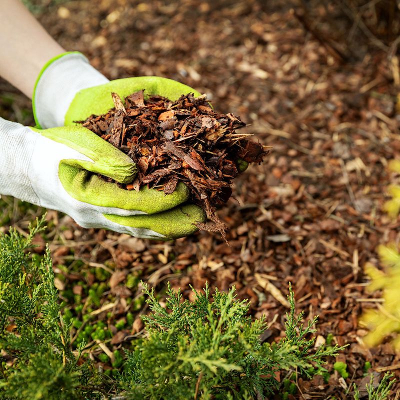 Mulching for Moisture Retention