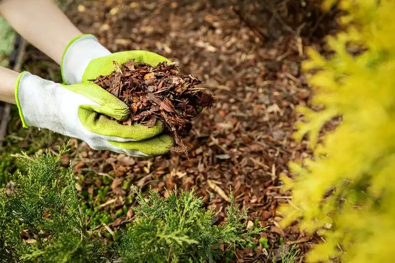 Mulching with Organic Materials