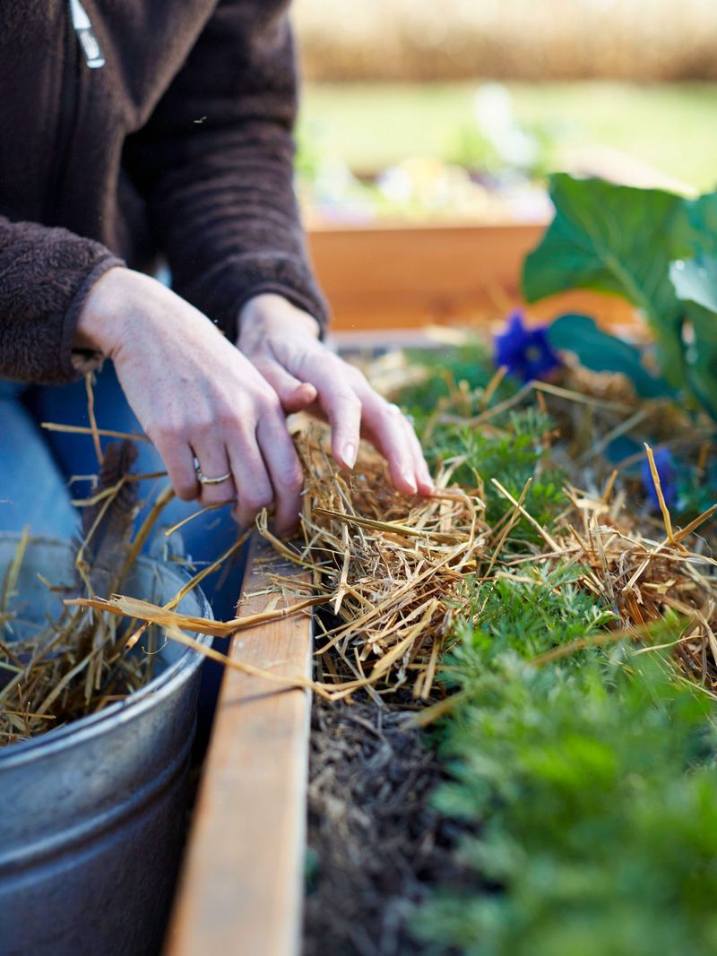 Mulching with Straw