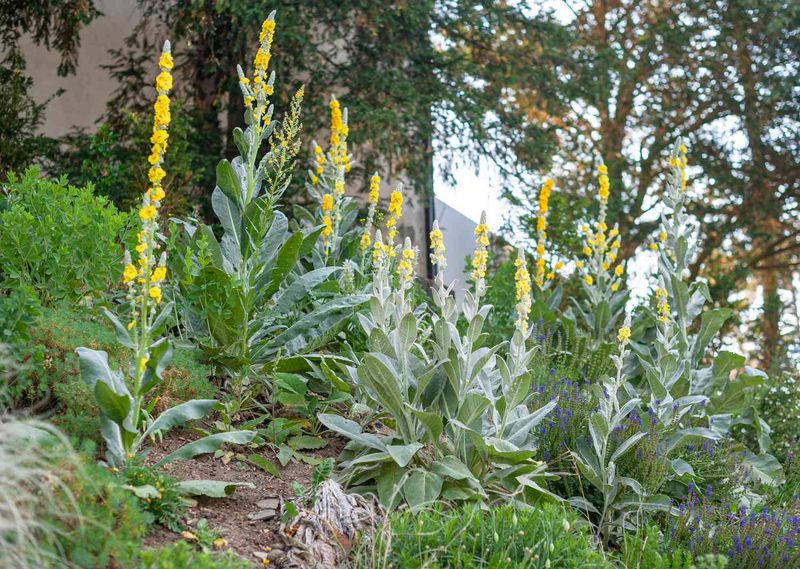 Mullein