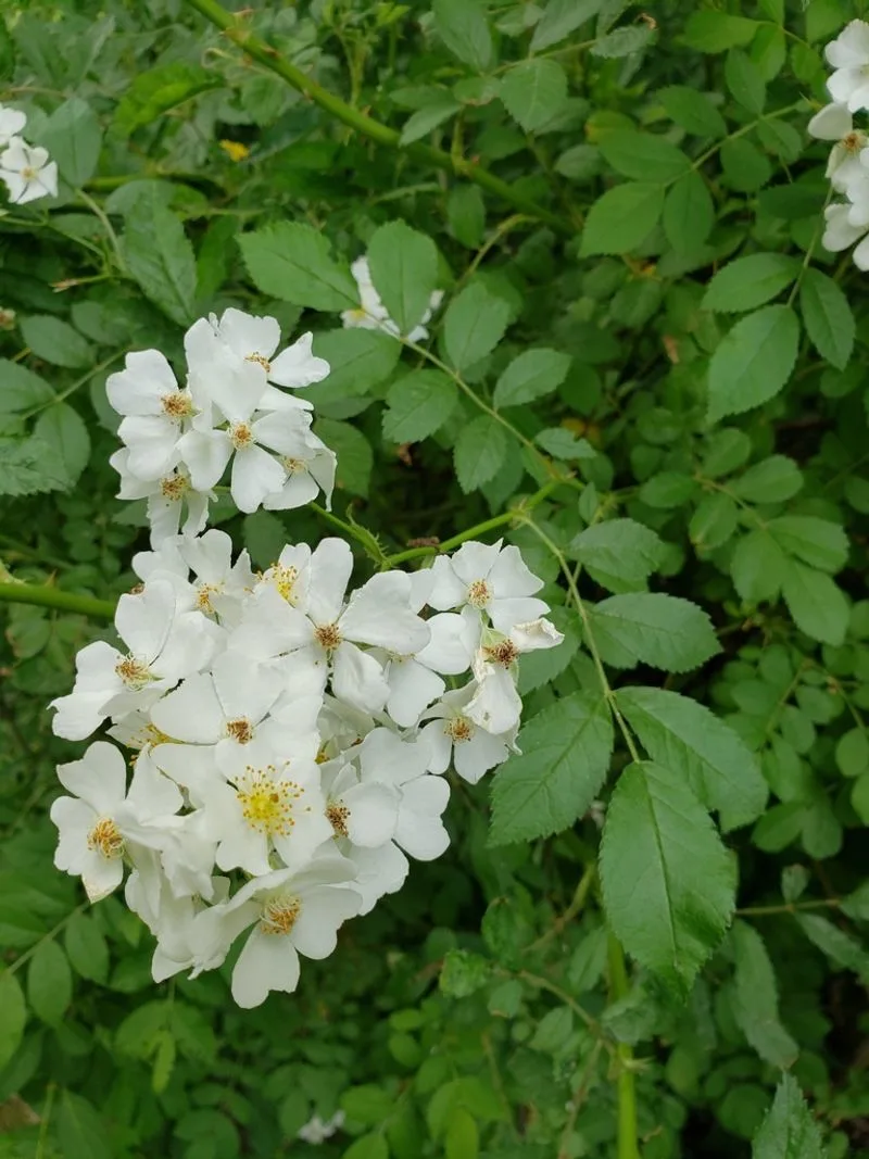Multiflora Rose