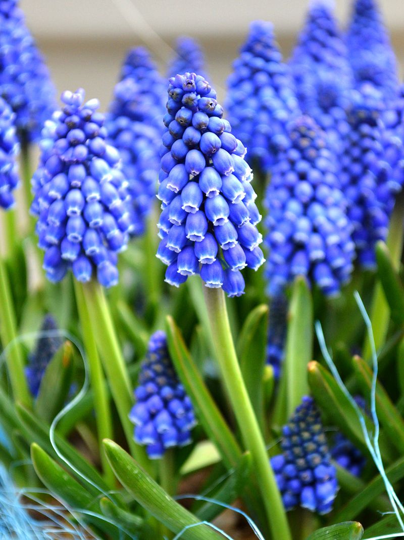 Muscari