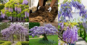 Must-Know Tricks for Planting and Caring for a Wisteria Vine with Incredible Fragrance