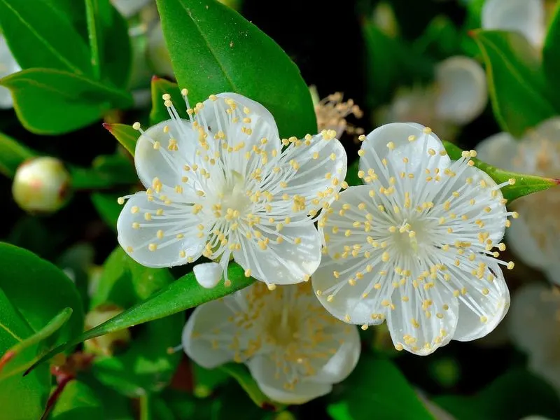 Myrtle