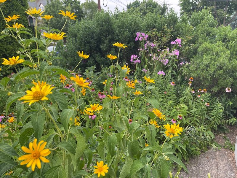 Myth 1: Native Plants Are Weeds