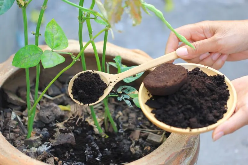Myth 10: New Plants Always Need Fertilizer