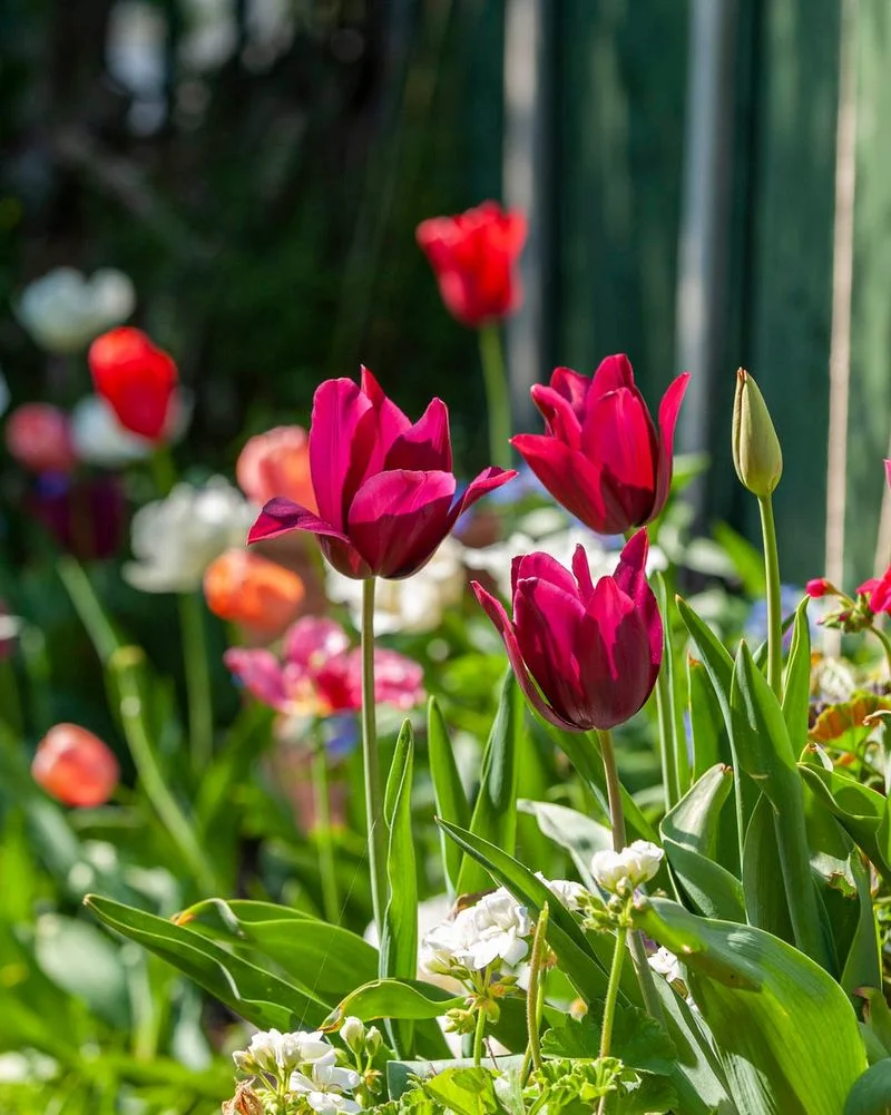 Myth 11: Spring Planting Is Best