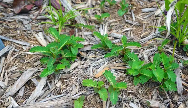 Myth 11: Weeds Indicate Poor Soil